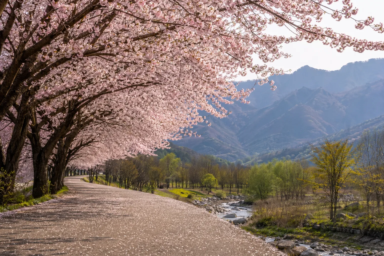A petal-covered garden path lined with blooming Jeju king cherry trees in Yanggu.