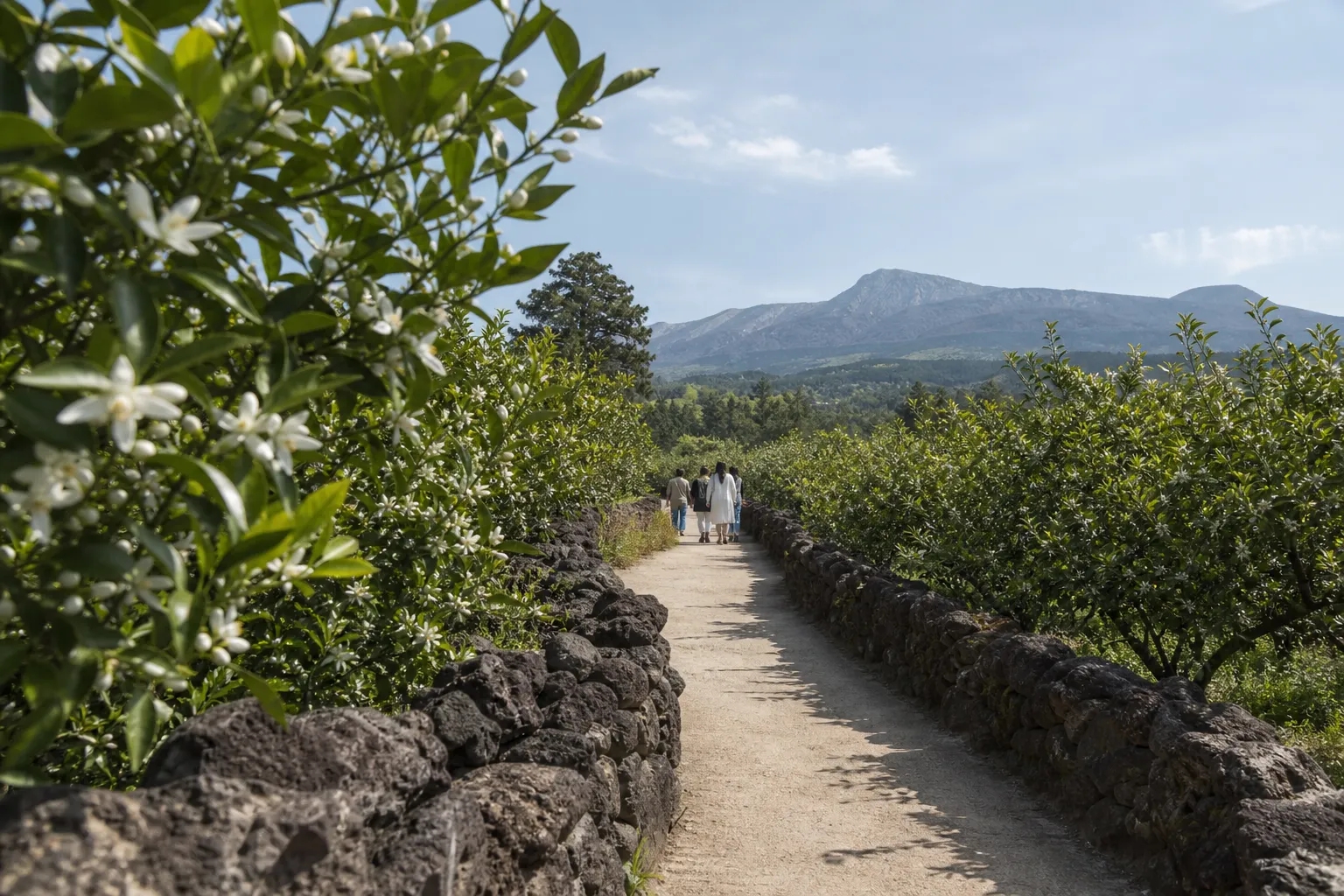 2026 Hyodon Citrus Flower Festival Guide: Dates, Venue, Programs in Seogwipo 3 Hyodon Citrus Flower Festival venue in Seogwipo Jeju travel guide concept